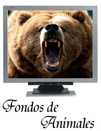 pelicula Fondos de Escritorio – Animales